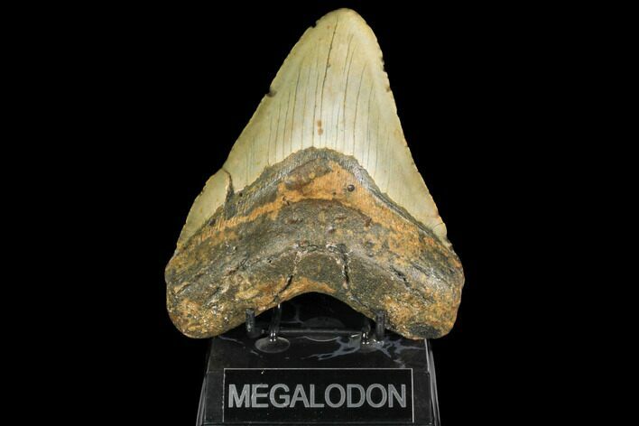 Fossil Megalodon Tooth - + Foot Prehistoric Shark #147398